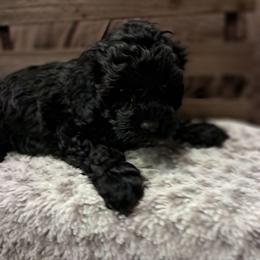 Darla - Black female Cockapoo puppy in Mena, Arkansas from Ouachita River Cockapoos