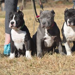 American Bully and Labrador Retriever Puppies from RBR Kennel-Ross Bullies & Retrievers
