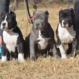 American Bully and Labrador Retriever Puppies from RBR Kennel-Ross Bullies & Retrievers