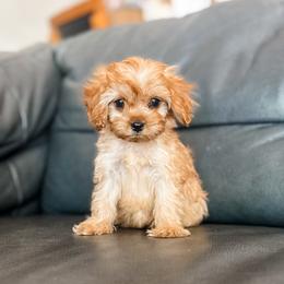 Bitsy - Red female Cavapoo puppy in Saint George, Utah from Fitzdoodles