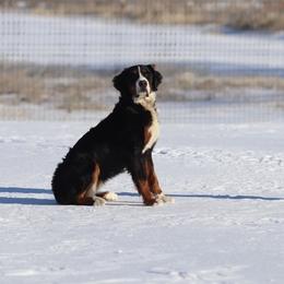 Waffles - Bernese Mountain Dog