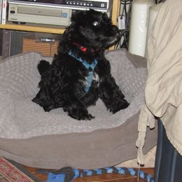 Portuguese Water Dog Puppies from Topsail PWDs