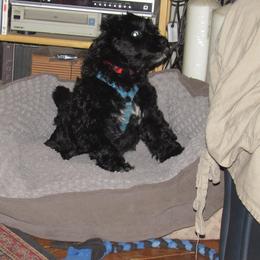 Portuguese Water Dog Puppies from Topsail PWDs