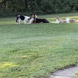 Collie Puppies from Stacey's Collies