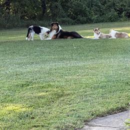 Collie Puppies from Stacey's Collies