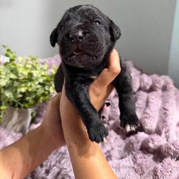 Green collar Male - Black male Cane Corso puppy in St. Augustine, Florida from RG2 Cane Corsos