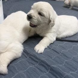 Boy pick 3 - Light golden male Golden Retriever puppy in Waterloo, Indiana from All 4 Paws of Pheasant Run