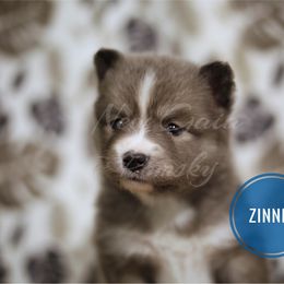 Pomsky Puppies from New Gaia Pomsky