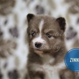 Pomsky Puppies from New Gaia Pomsky