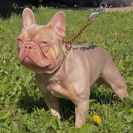 Canelo - French Bulldog