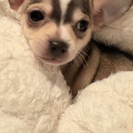 George - Blue brindled fawn male Chihuahua puppy in Scranton, Pennsylvania from Grammy Farm