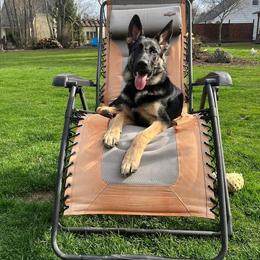 German Shepherd Puppies from Sandy’s Shepherds