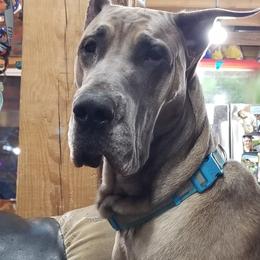 Sidd - Great Dane