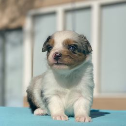 Girl 3 - Miniature American Shepherd puppy from Von Südwest German Shepherds and Mini American Shepherds