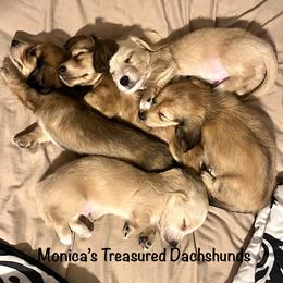 Dachshund Puppies from Monica’s Treasured Dachshunds