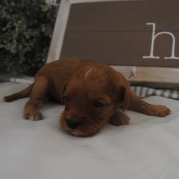 Boy 5 - male Cavapoo puppy in Mountain Grove, Missouri from Dogwood & Sassafras Companions