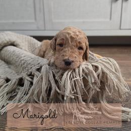 Yellow - Marigold - Apricot female Goldendoodle puppy in West Chester, Ohio from Doodles of West Chester