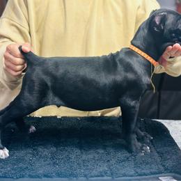 Crowe - Black male Cane Corso puppy in Lubbock, Texas from Hub City Kennel