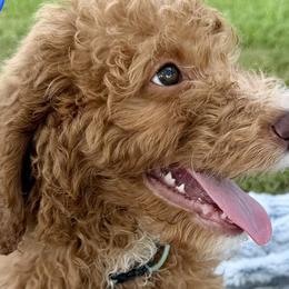 Poodles from Green Country Poodle Doodle LLC