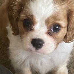 Cavalier King Charles Spaniel Puppies from Hopewell Cavaliers