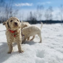 Goldendoodle Puppies from Lakeside Doodles MN