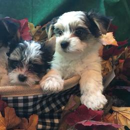 Biewer Terriers from Ravenwood