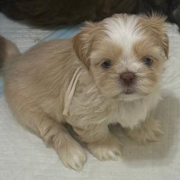 Luna - Liver female Shih Tzu puppy in Berkeley Springs, West Virginia from Sandridge Shih Tzus