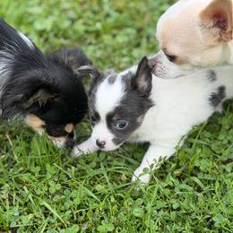 Addy - Blue and white female Chihuahua puppy in Amity, Pennsylvania from Rhoda and Verna