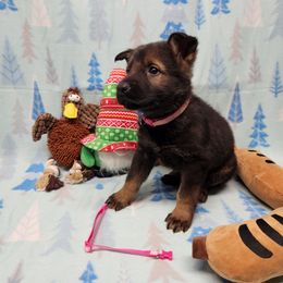 Hot pink collar - Sable female German Shepherd puppy in Ramsey, Illinois from Haus-Farr German Shepherds