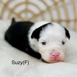 Suzy - female Australian Mountain Doodle puppy in Sterling, Colorado from North 40 Doodles