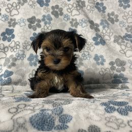 Yorkshire Terrier Puppies from Tiffanys Yorkies