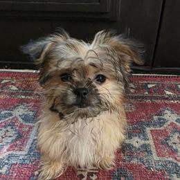 Bambi - Sable male Mi-Ki puppy in San Francisco, California from Moonstone miki's