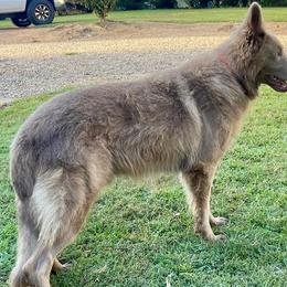 Apollo - German Shepherd