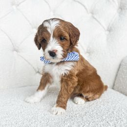 Cypress - Red  male Goldendoodle puppy in Sterling, Illinois from Charley's Goldendoodles