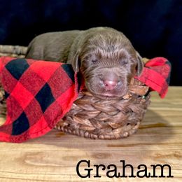 Two - Brown male Newfoundland puppy in Tully, New York from Bear Paw Newfoundlands