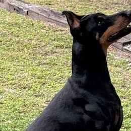 Doberman Pinschers from European Doberman Breeders