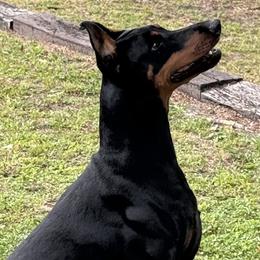 Doberman Pinschers from European Doberman Breeders