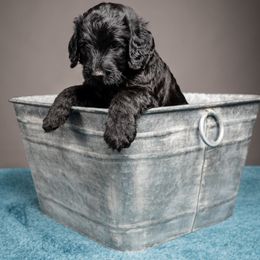 Labradoodle and Poodle Puppies from Leebrick Labradoodles