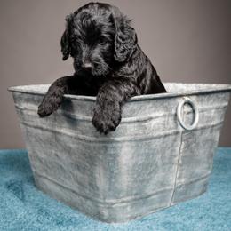 Labradoodle and Poodle Puppies from Leebrick Labradoodles