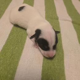 Boy 1 - White and black male Russell Terrier puppy in Kemp, Texas from Dodd's Shorty Jack Russells
