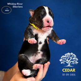 Cedar - Black and white female Siberian Husky puppy in Sherwood, Oregon from Whiskey River Siberians