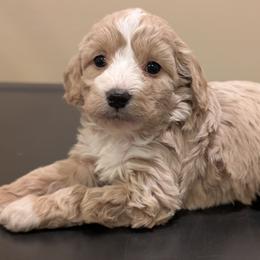 Juliette - Cream female Cavapoo puppy in Coshocton, Ohio from Forever Family Puppies