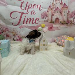 Miniature Schnauzer puppies from Koki’s Paws Legacy