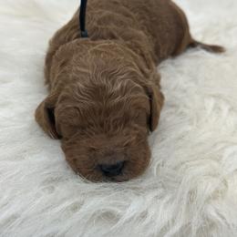 Black boy - Red  male Goldendoodle puppy in Waskom, Texas from Pearls & Curls doodles & poodles