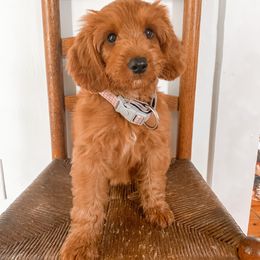 Goldendoodle Puppies from Ruby's Kit & Ka'Doodles