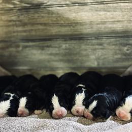 Boy 6 - Black rust and white male Bernese Mountain Dog puppy in New Haven, Indiana from Milan Berners