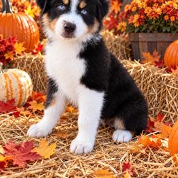 Bossy - Black & white female Miniature Australian Shepherd puppy in Godley, Texas from Bradley Kennels