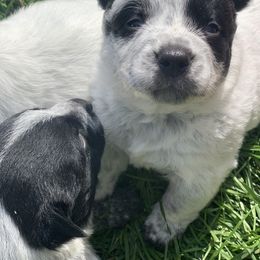 Australian Cattle Dog puppies from Quarter Acre Farms