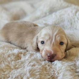 Boy 3 - Cream male Dachshund puppy in Pasco, Washington from Loyal Lil Dachshunds