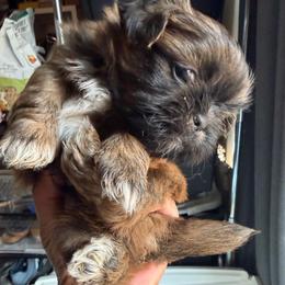 Billy - Brindle male Shih Tzu puppy in Victorville, California from RUMBLE n TUMBLE